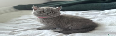 British Shorthair Kitten Grace