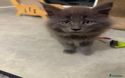 Maine Coon cats for sale: Beautiful Mainecoon kittens - Image 3