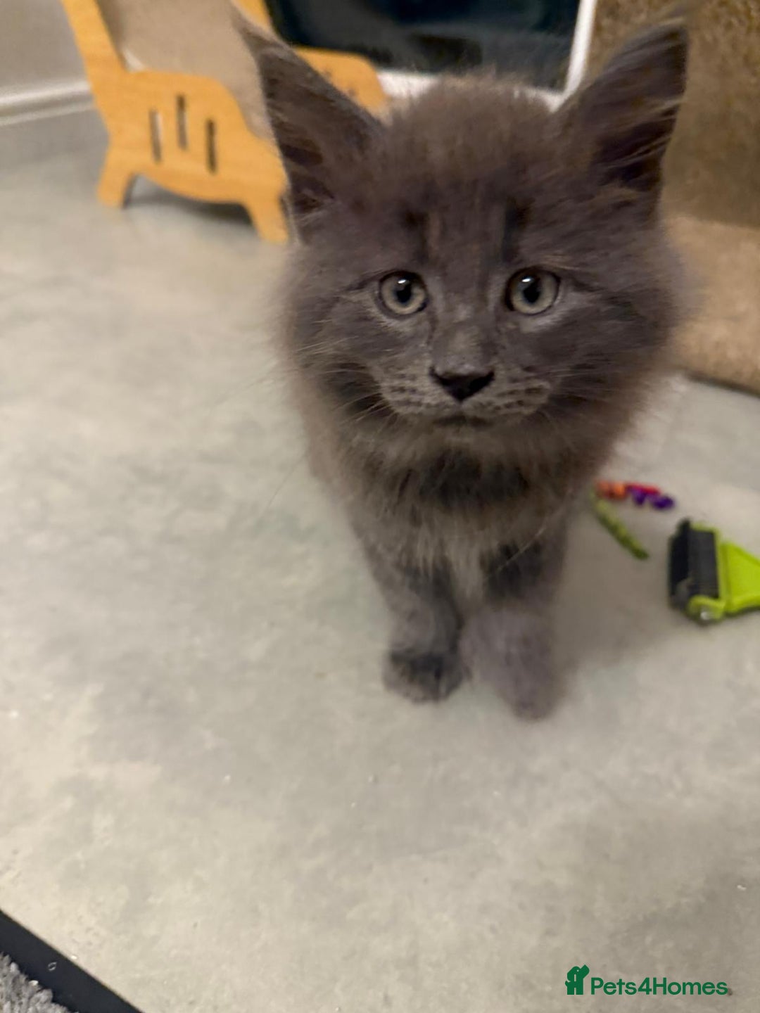 Maine Coon cats for sale: Beautiful Mainecoon kittens - Image 3