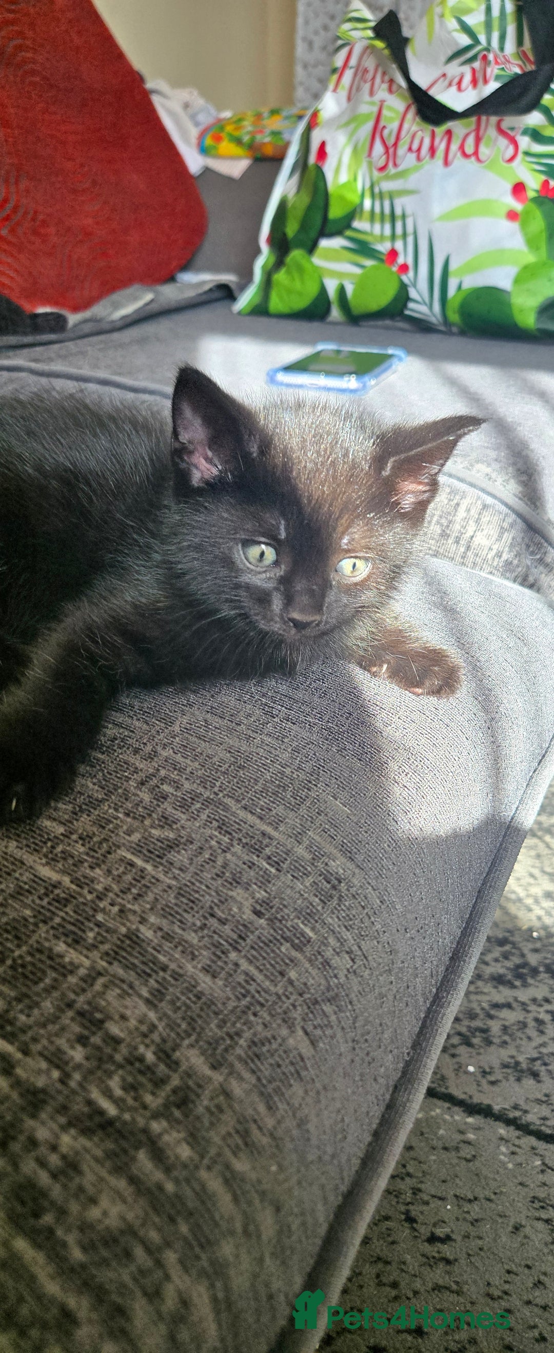 Mixed Breed cats for sale: 3 kittens looking for their forever homes.  - Image 16