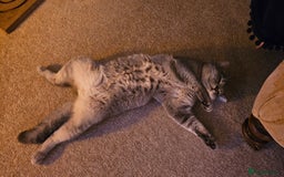 British Shorthair cats for sale: Beautiful British Shorthair  - Advert 8