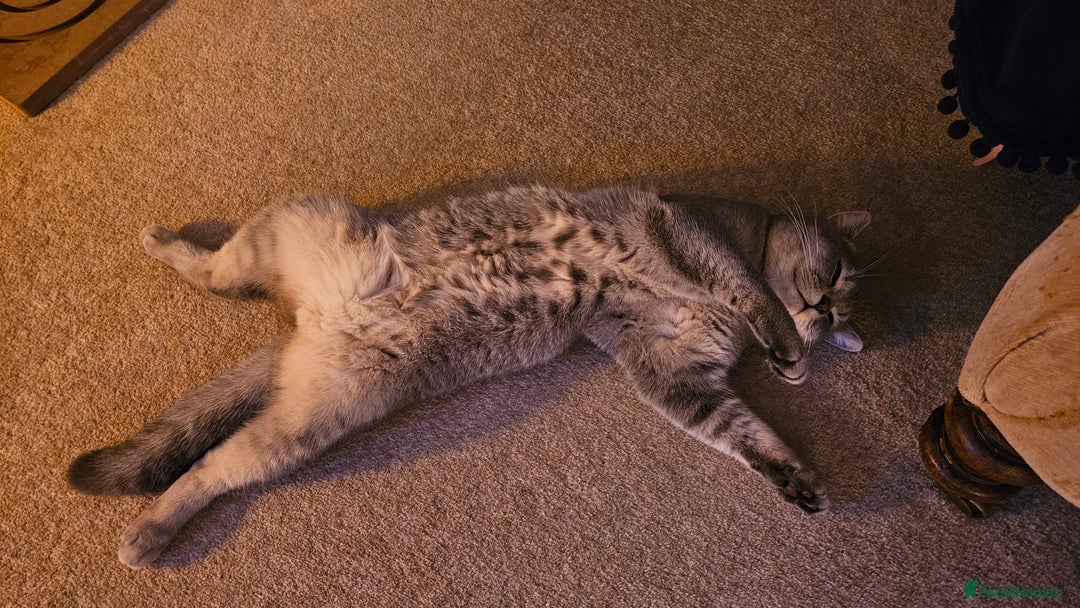 British Shorthair cats for sale: Beautiful British Shorthair  - Advert 8