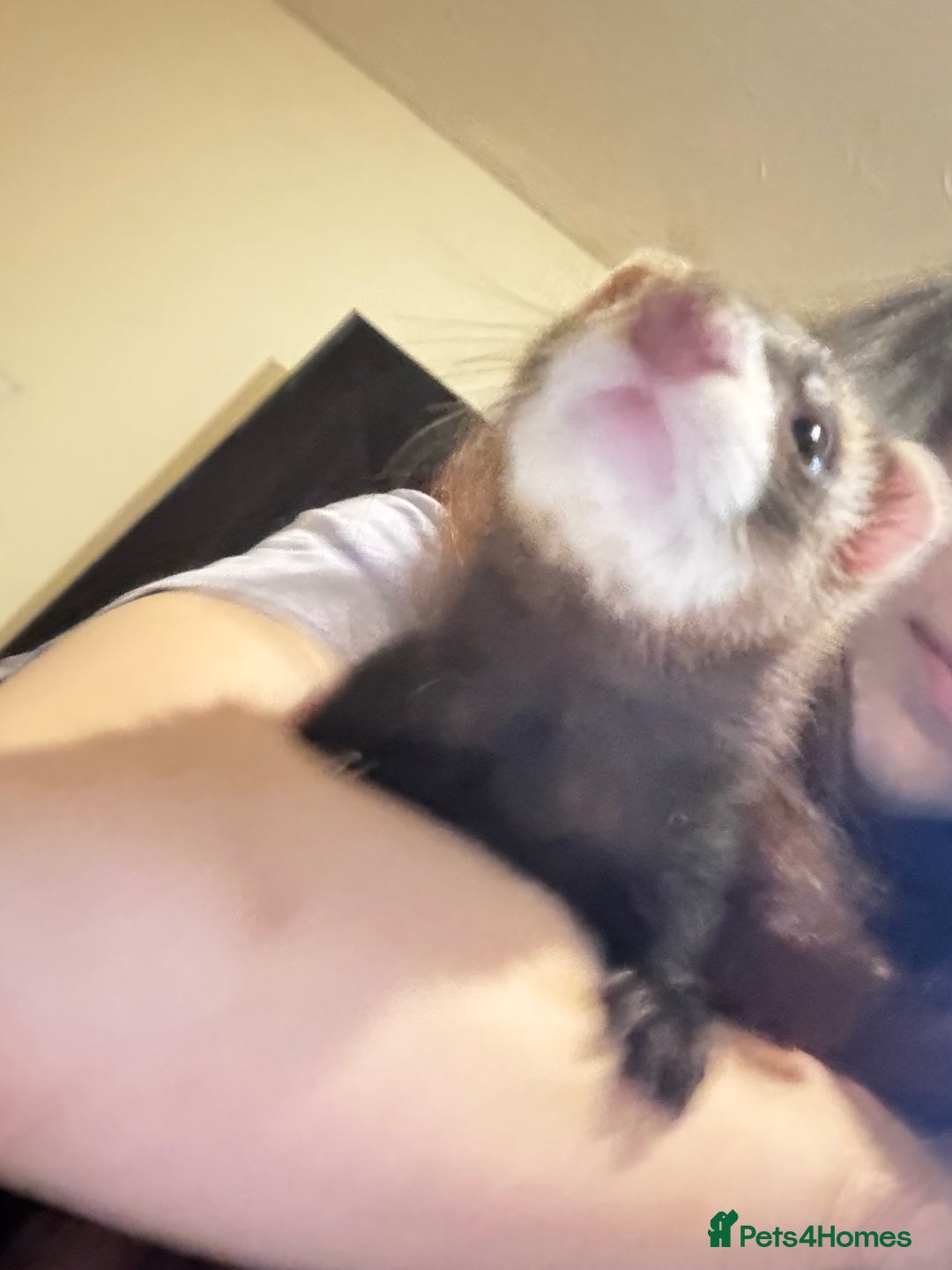 Ferret rodents for sale: Two male ferrets + cage etc - Advert 6