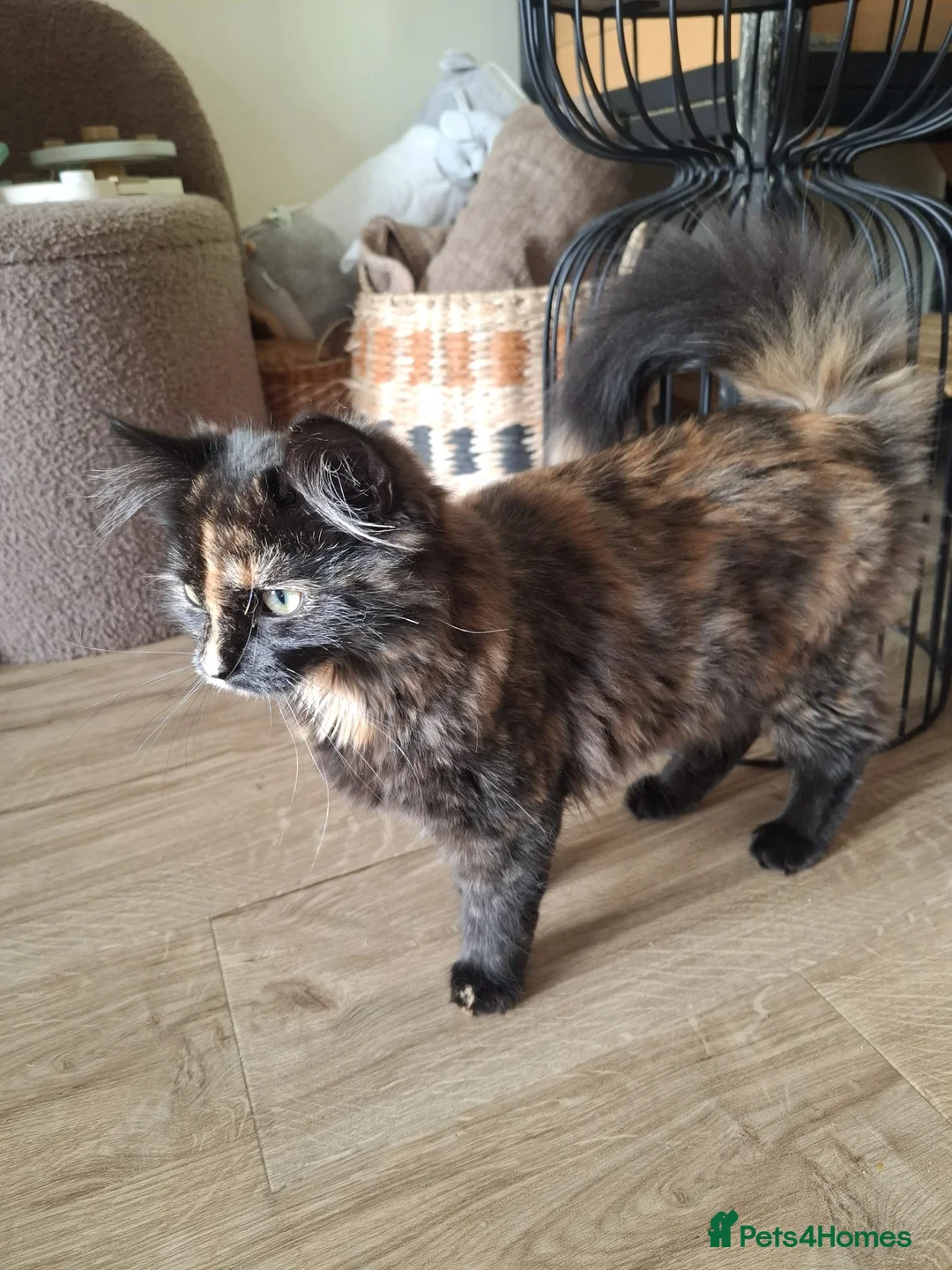 Mixed Breed cats for sale: Fluffy 6 month kitten - Advert 2