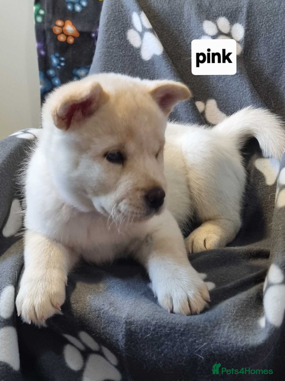 Mixed Breed dogs for sale: Chowski pups - Image 10