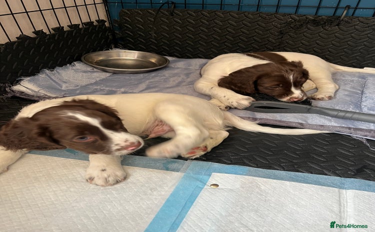 English Springer Spaniel dogs - Advert 1