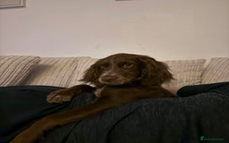 Cocker Spaniel dogs for sale: Lola  - Image 1