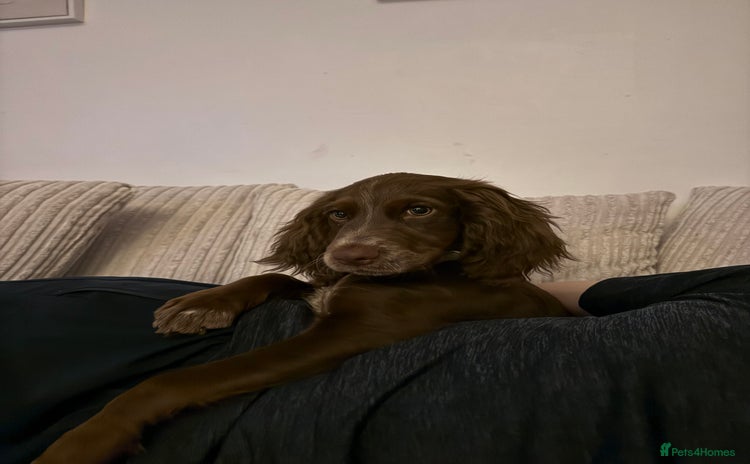 Cocker Spaniel dogs - Advert 1