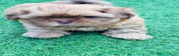 Shih Tzu dogs for sale: Handsome liver Shih Tzu boy puppy  - Advert 7