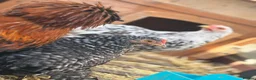 Mixed Breed poultry for sale: Polish x. Perkin batman x2  - Advert 9