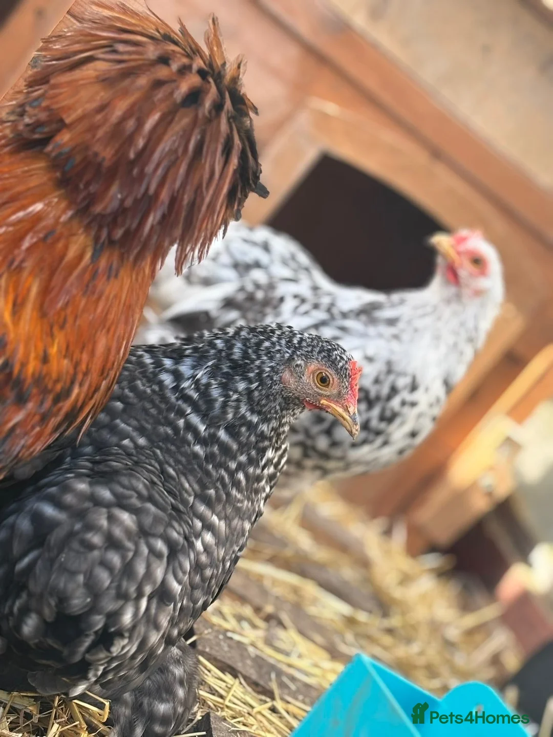 Mixed Breed poultry for sale: Polish x. Perkin batman x2  - Advert 9