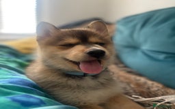 Pomsky dogs for sale: Pomsky blue eye Husky looking  - Image 4