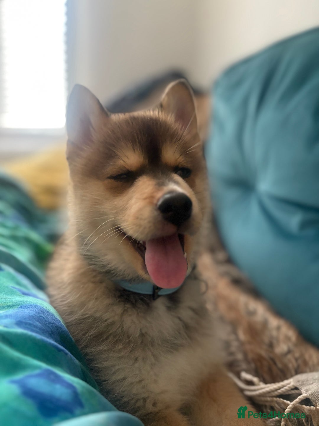 Pomsky dogs for sale: Pomsky blue eye Husky looking  - Image 4