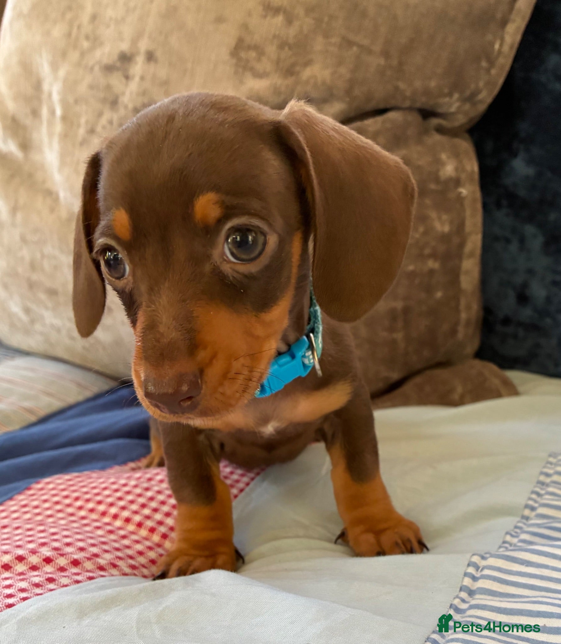 Miniature Dachshund dogs Beautiful Chocolate and Tan miniature dachshunds - Advert 1
