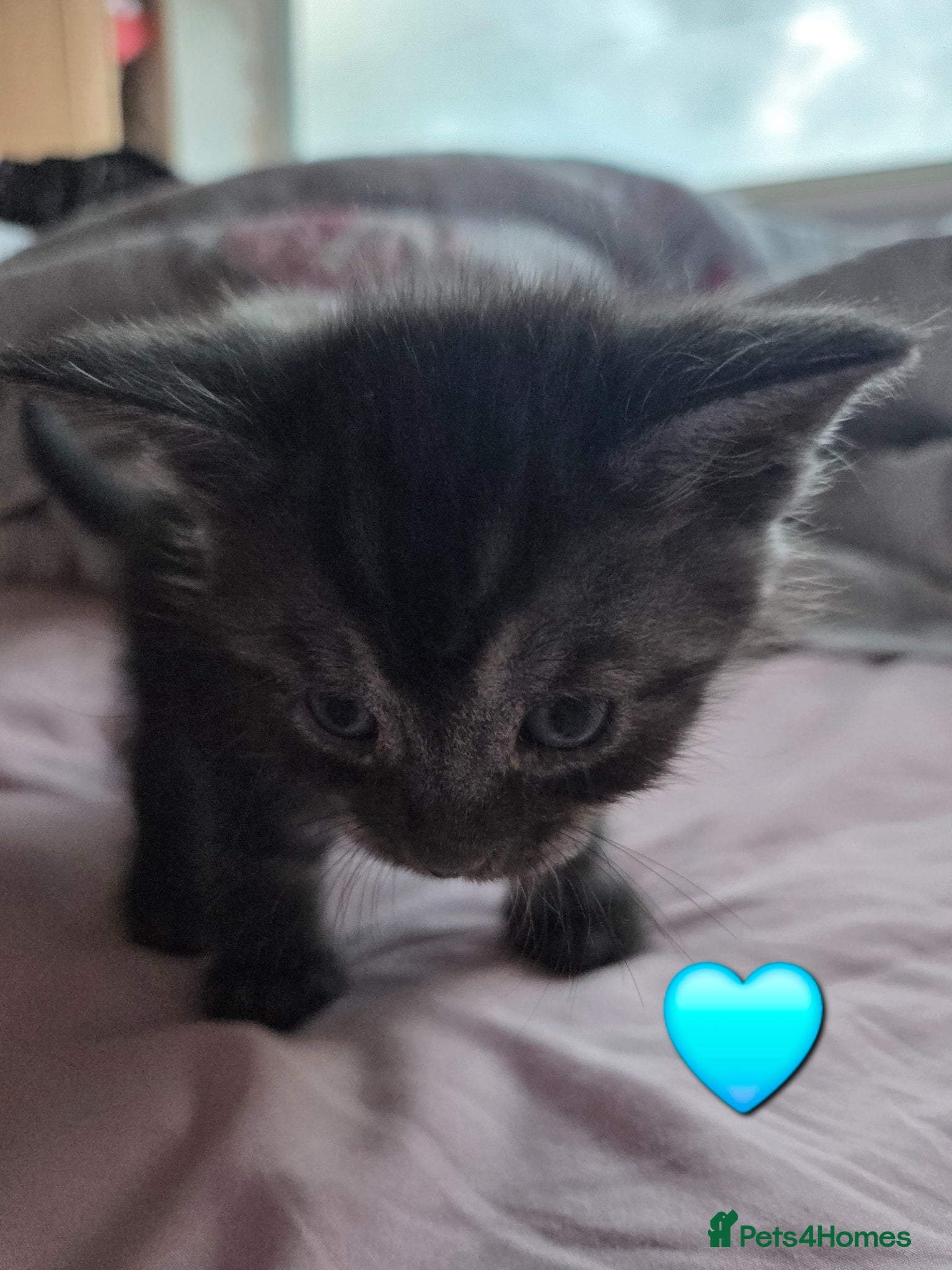 Mixed Breed cats for sale: Stunning kittens British shorthair  x maine coon - Advert 14