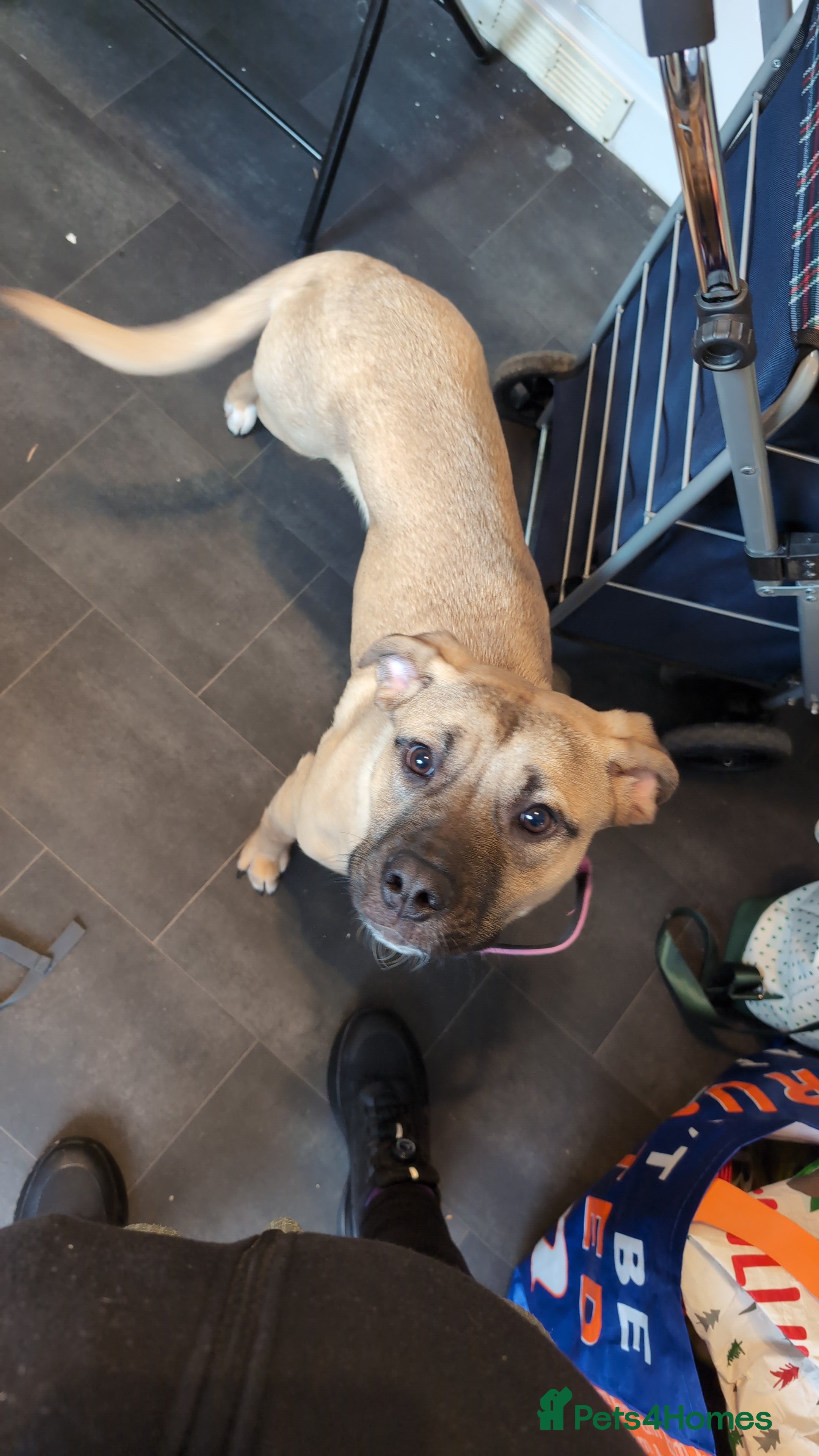 Mixed Breed dogs Lulu 8 months old  in Scarborough - Advert 14