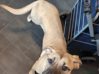 Mixed Breed dogs Lulu 8 months old in Scarborough - Advert 2