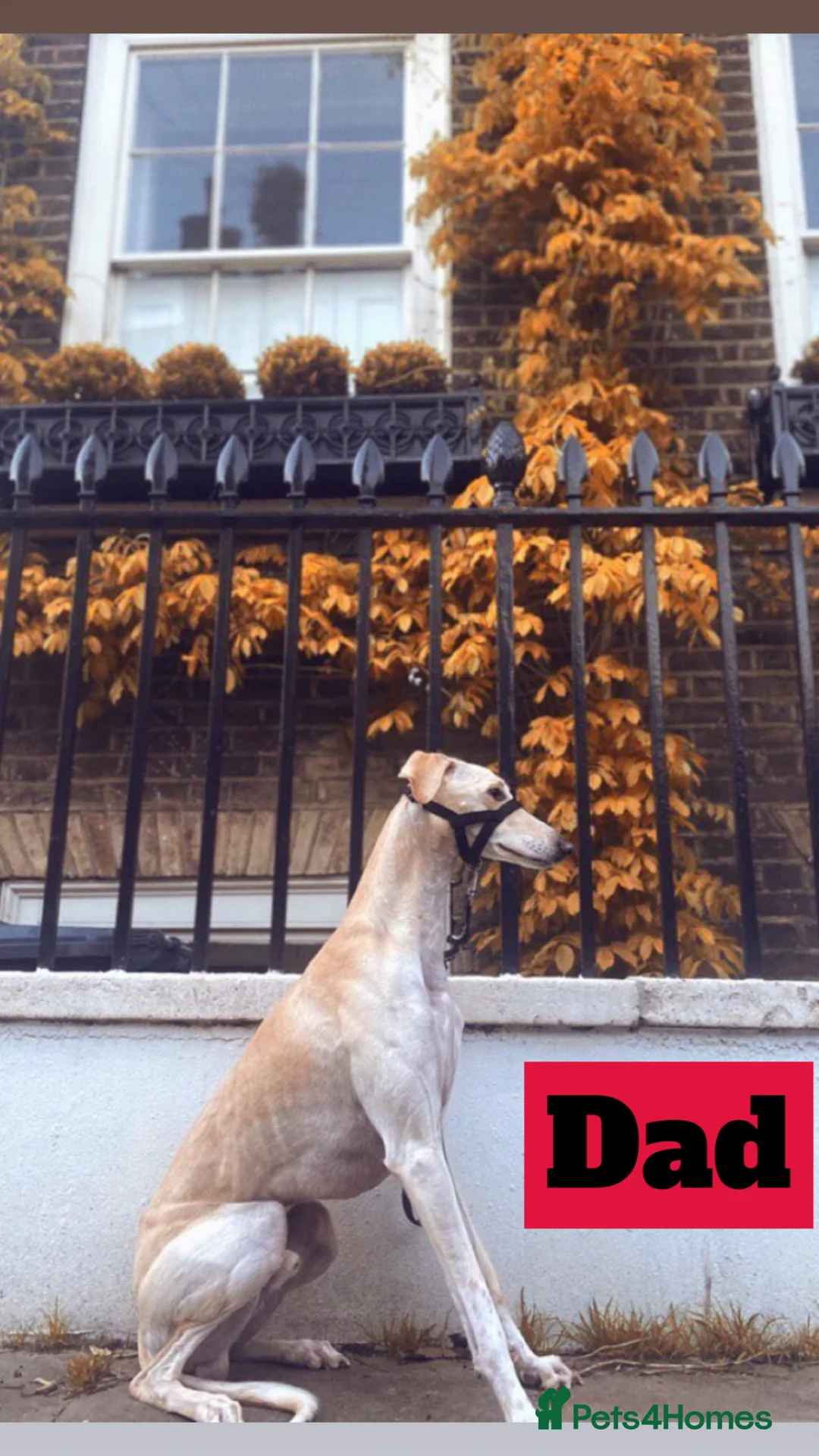 Mixed Breed dogs for sale: BullStaff Lurchers 11 weeks old ready to Be homed  in Brentford - Advert 11
