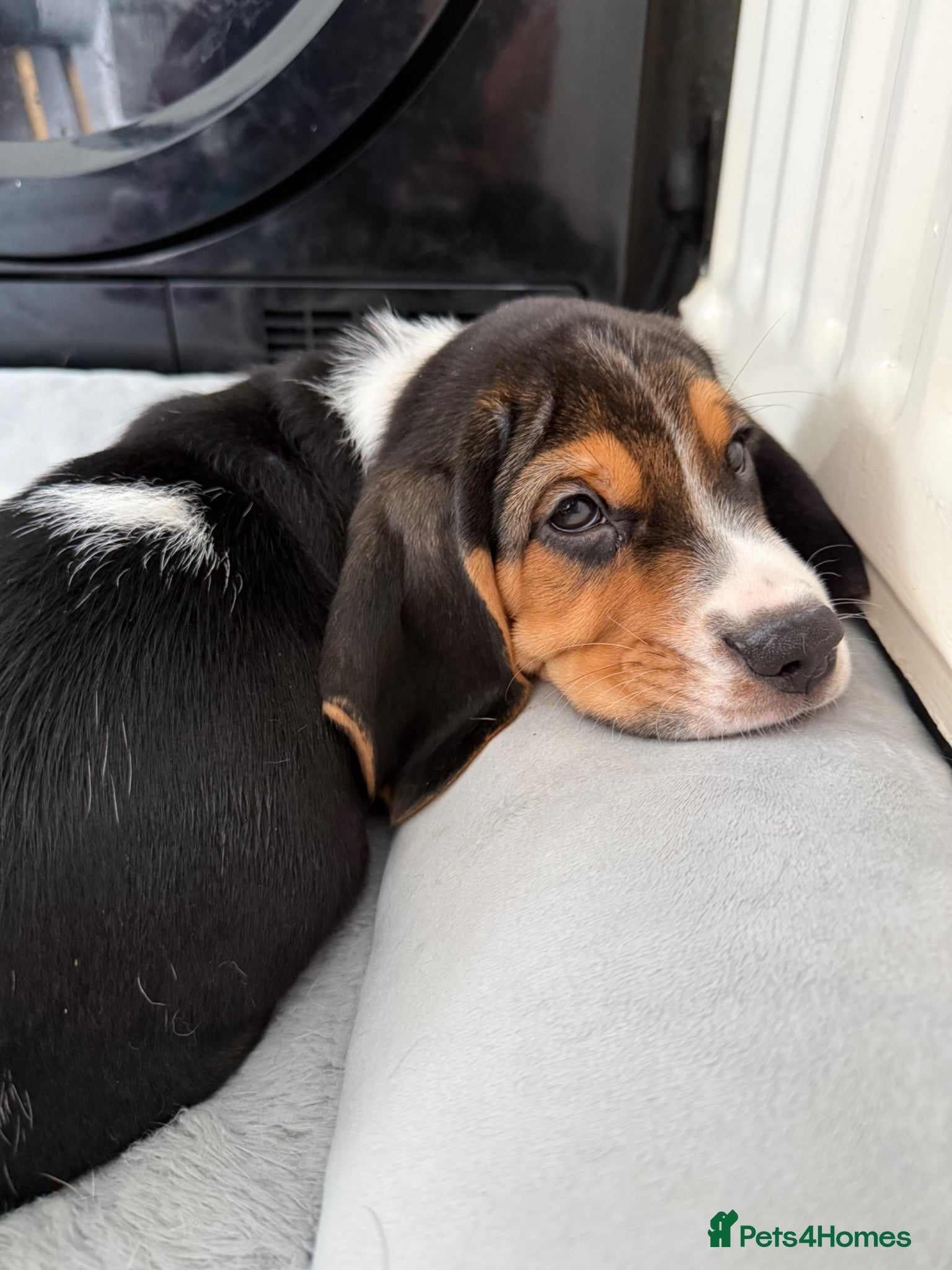 Beagle dogs Last puppy Max available  - Advert 1