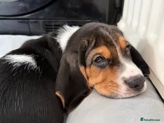 Beagle dogs Last puppy Max available - Advert 1