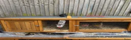 Guinea Pig rodents for sale: 2 Male guinea pigs looking for new home - Advert 2