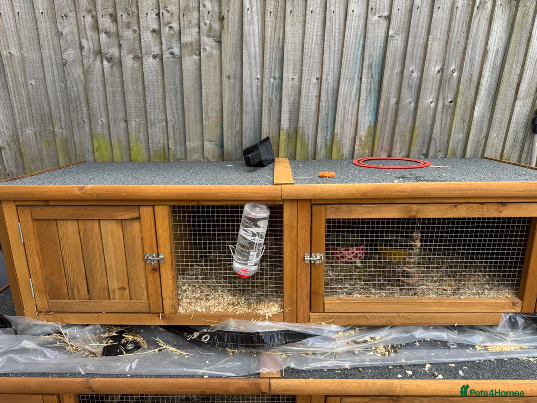 Guinea Pig rodents for sale: 2 Male guinea pigs looking for new home - Advert 2