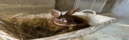 Rex rabbits for sale: Rex Standard Rabbits/Bunnies/Kits Available  - Advert 3
