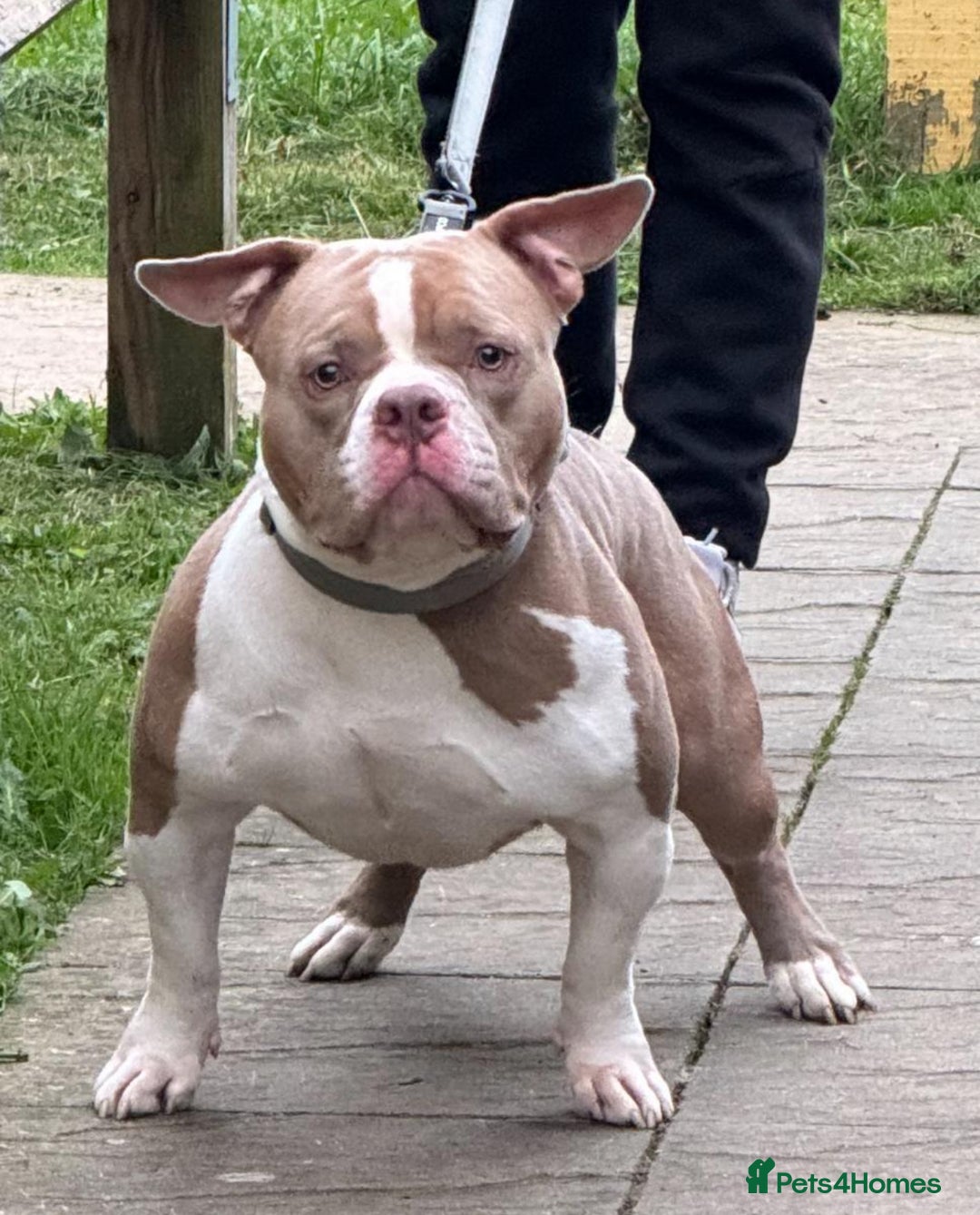 American Bully dogs for sale: Pocket Bully puppy’s  - Image 12