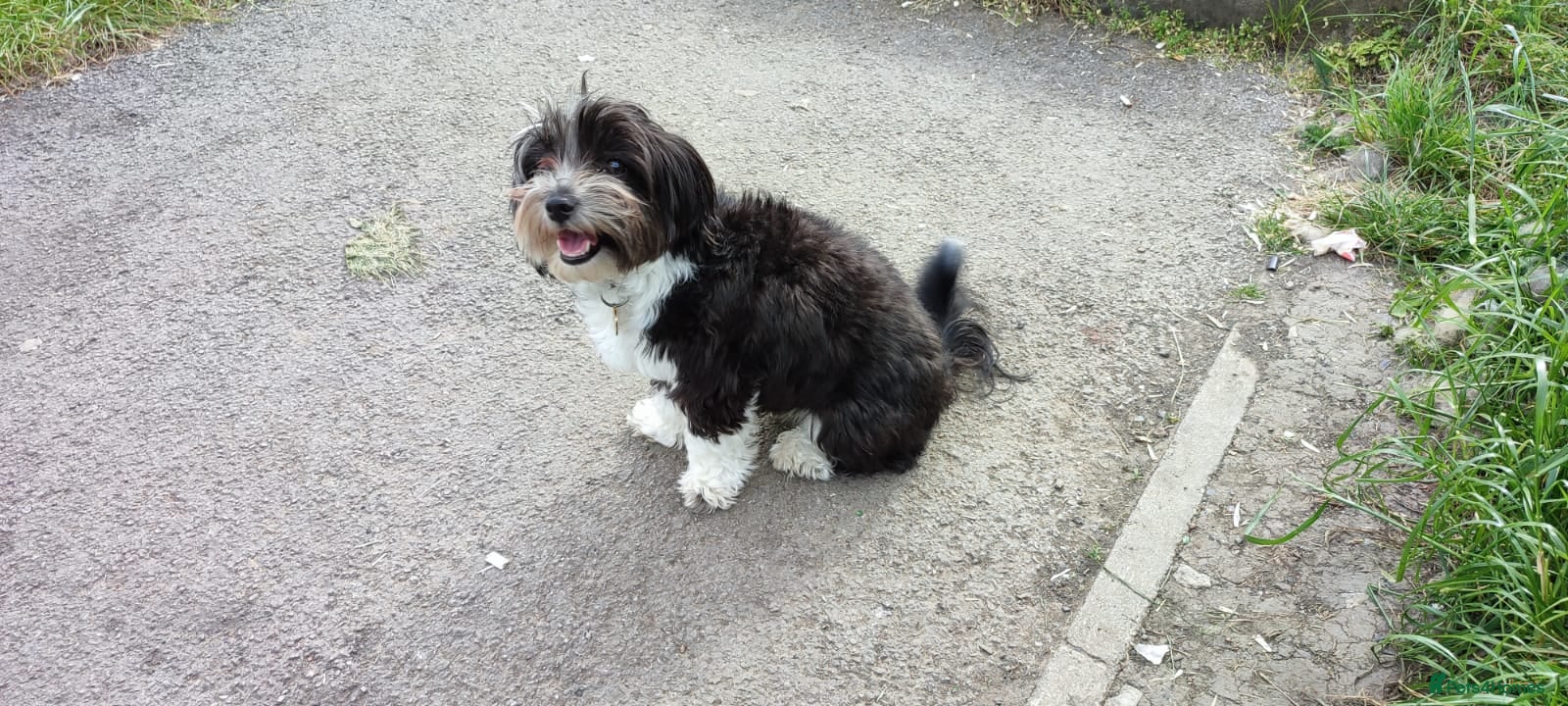 Havanese dogs for sale: Outstanding Purebred Havanese Boys  - Advert 2
