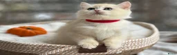 British Shorthair cats for sale: 💛Premium golden chinchilla bsh kittens 💛 - Advert 28