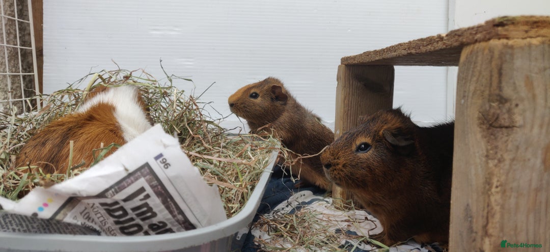 Guinea Pig rodents for sale: Happy, Healthy, Handsome & Confident Pet Boars - Image 6