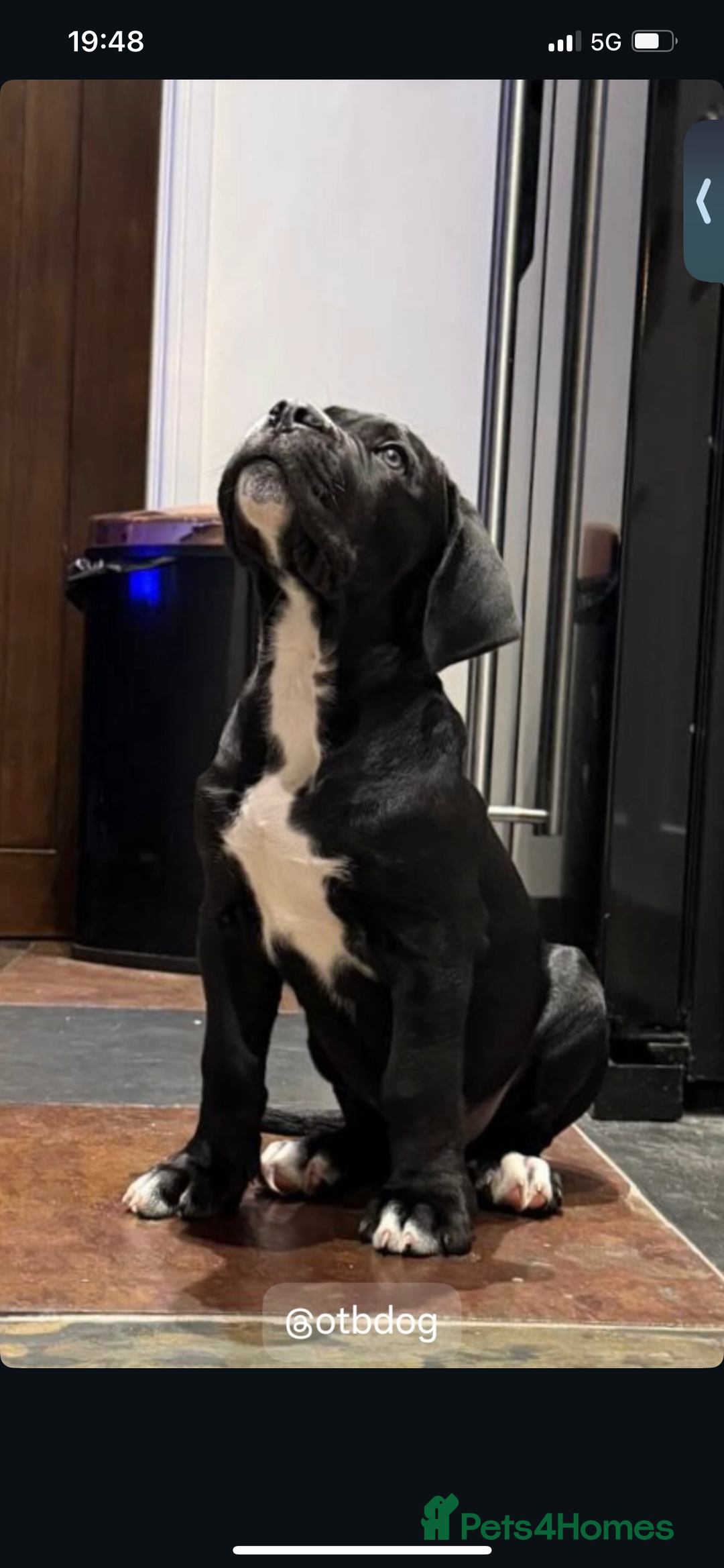 Cane Corso dogs for sale: Yuki X Aries Russian Champ Bloodline Puppies - Advert 24