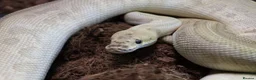 Python Snake reptiles for sale: Royal pythons - Advert 1