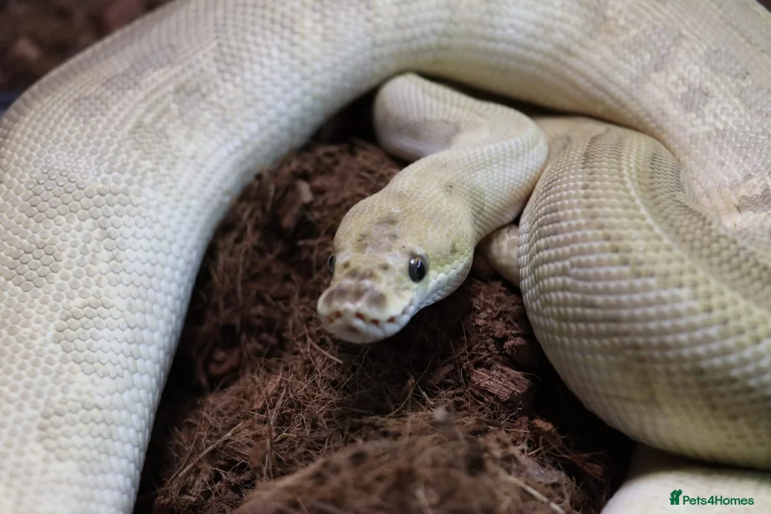 Python Snake reptiles for sale: Royal pythons - Advert 1