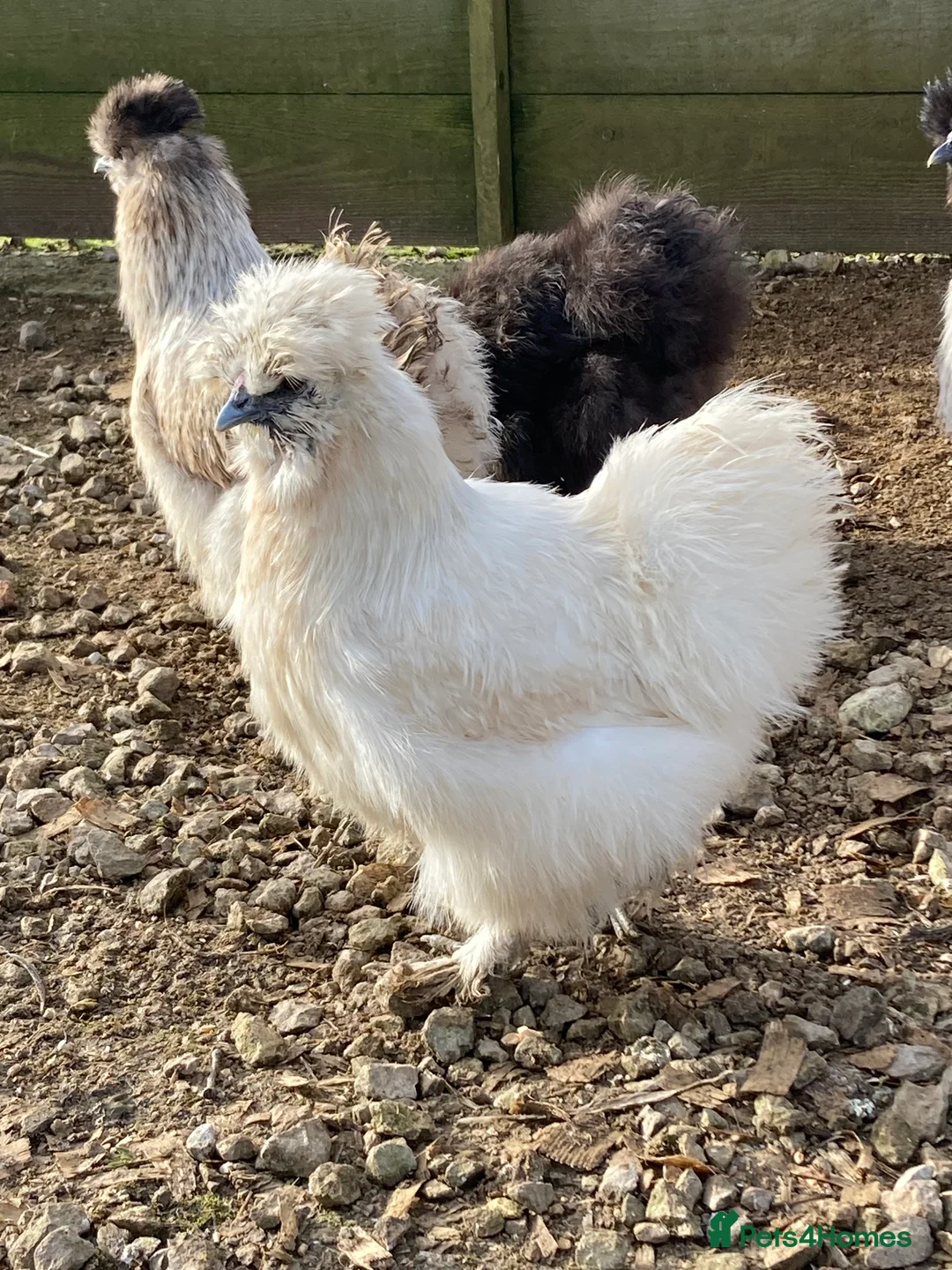 Chickens poultry for sale: Silkies mixed colours - Advert 3