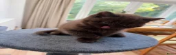 British Shorthair cats for sale: Chocolate GCCF Pure Pedigree British Shorthair - Advert 9