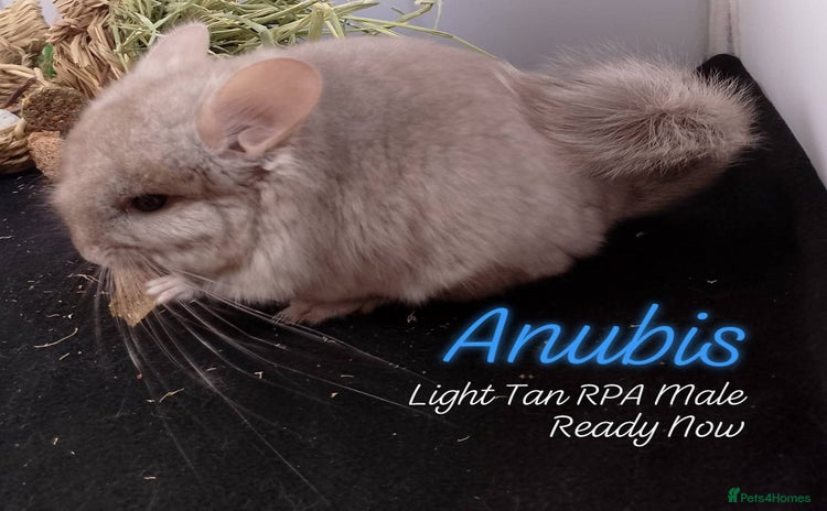 Chinchilla rodents - Advert 10