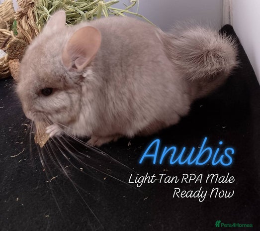 Chinchilla rodents - Advert 10