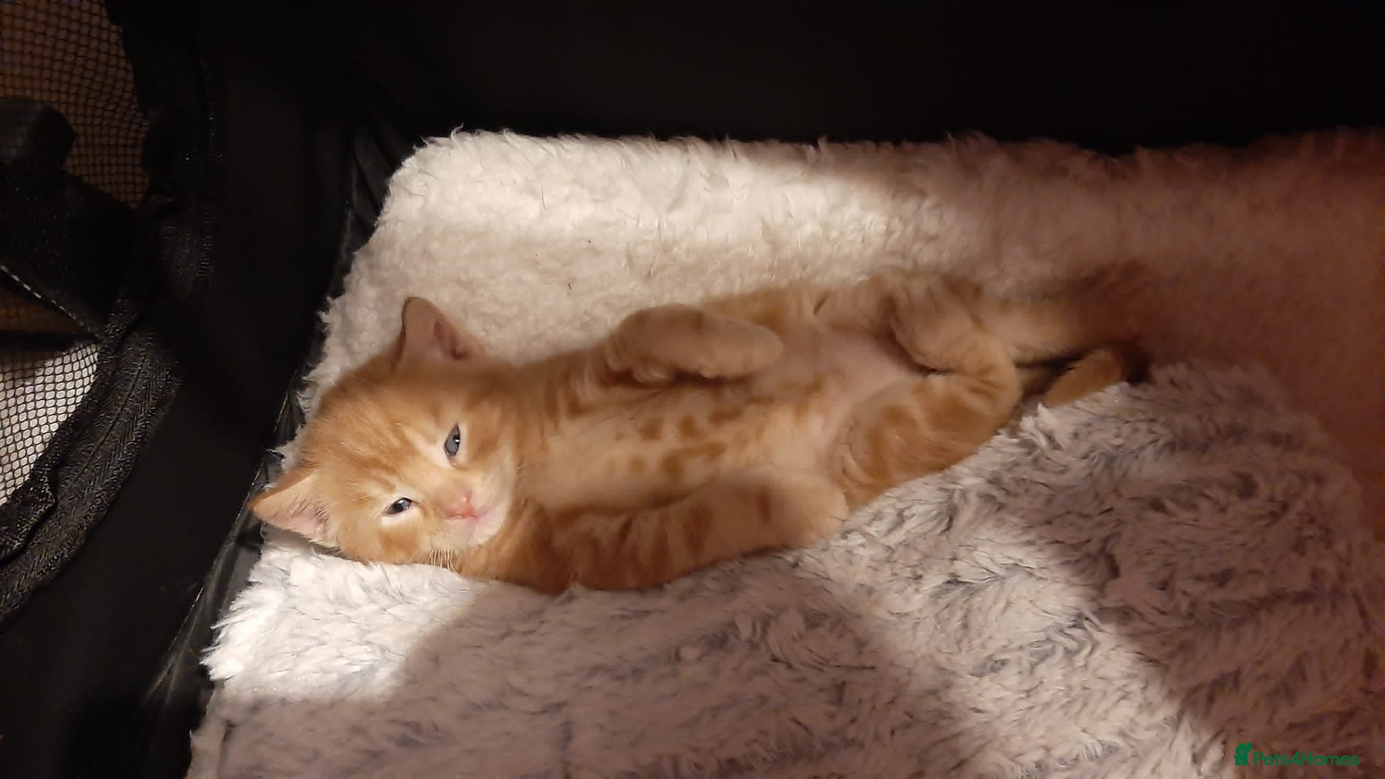 Mixed Breed cats for sale: Cute ginger kittens 1 short haired 2 fluffy  in Liverpool - Advert 11