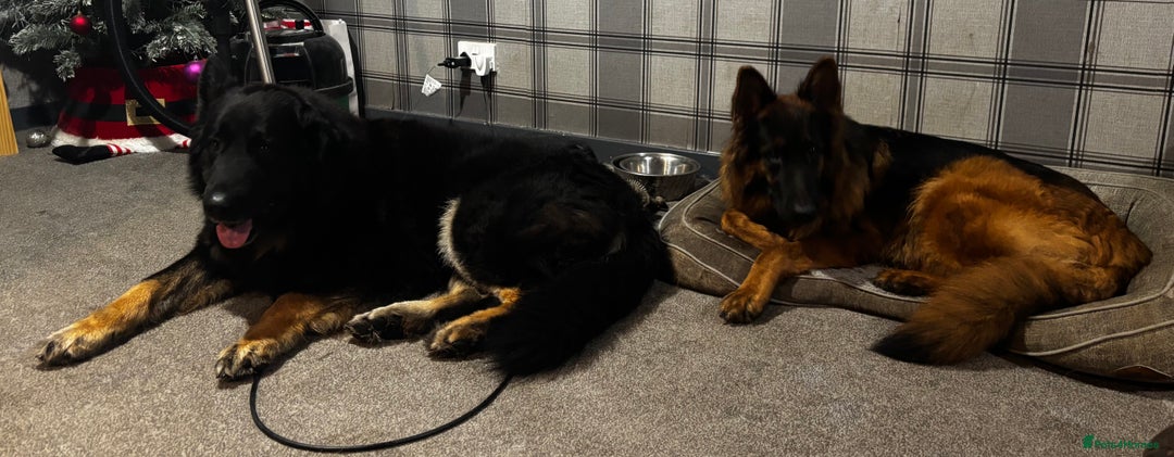 German Shepherd dogs for sale: German shepherd puppies  - Advert 11