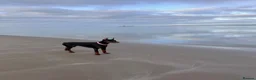 Dobermann dogs for sale: Reluctant but Necessary Sale - Advert 8