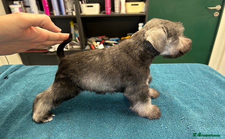 Miniature Schnauzer dogs - Advert 1