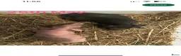 Guinea Pig rodents for sale: Skinny Pig Sows  - Advert 3