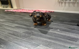 Mixed Breed dogs for sale: Dachshund x jack russell - Image 3