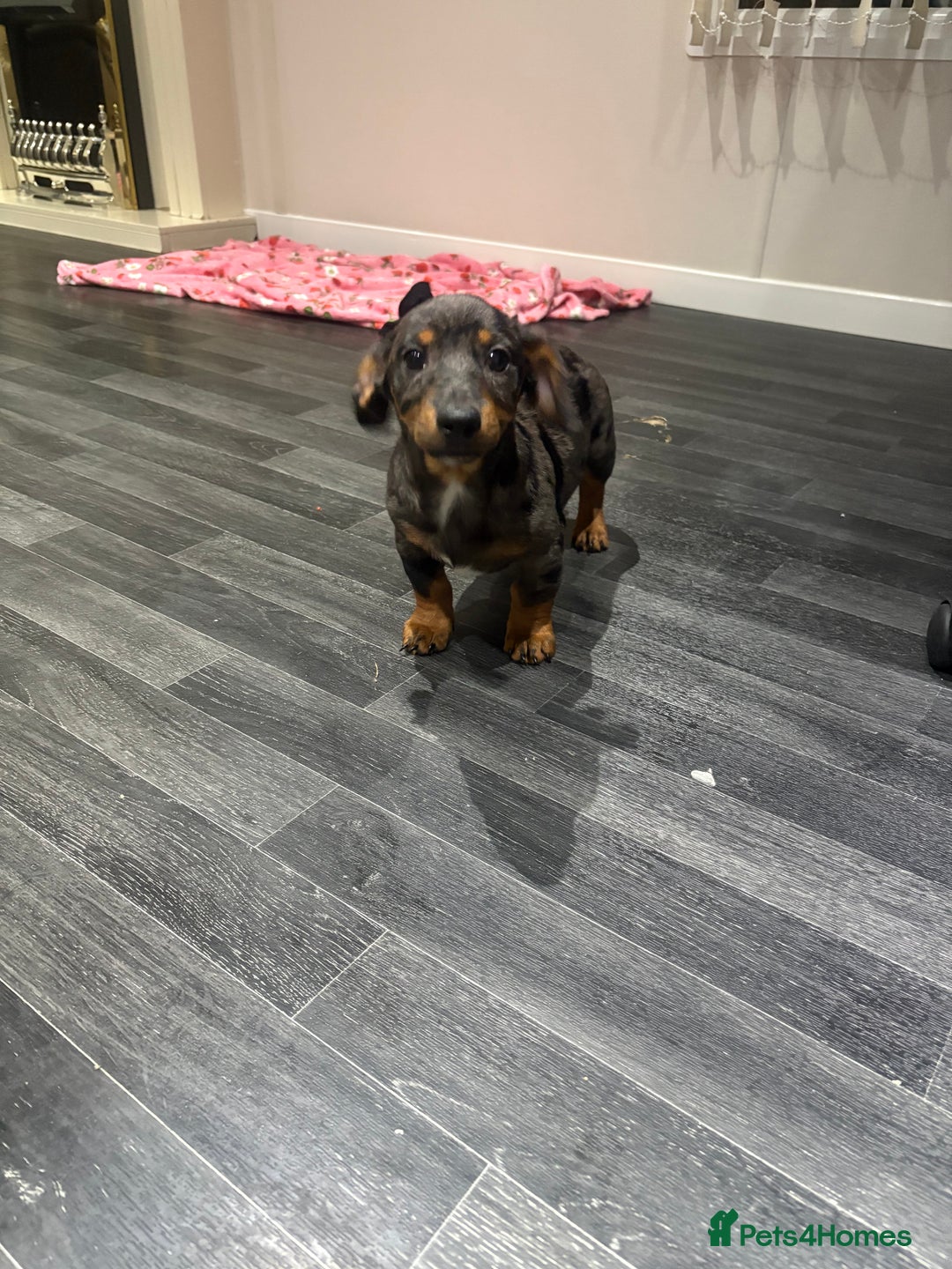 Mixed Breed dogs for sale: Dachshund x jack russell - Image 3