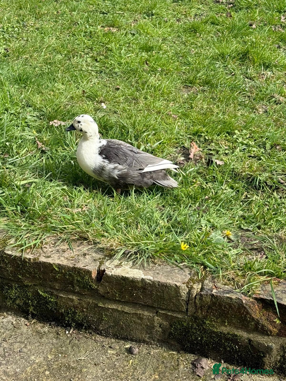 Ducks poultry Call ducks - Advert 1