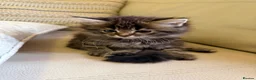 Domestic Shorthair cats for sale: Adorable kittens looking for their forever home! - Advert 5