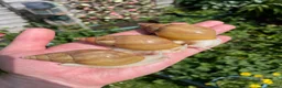 Snails invertebrates for sale: Giant African Snails for sale! - Advert 5