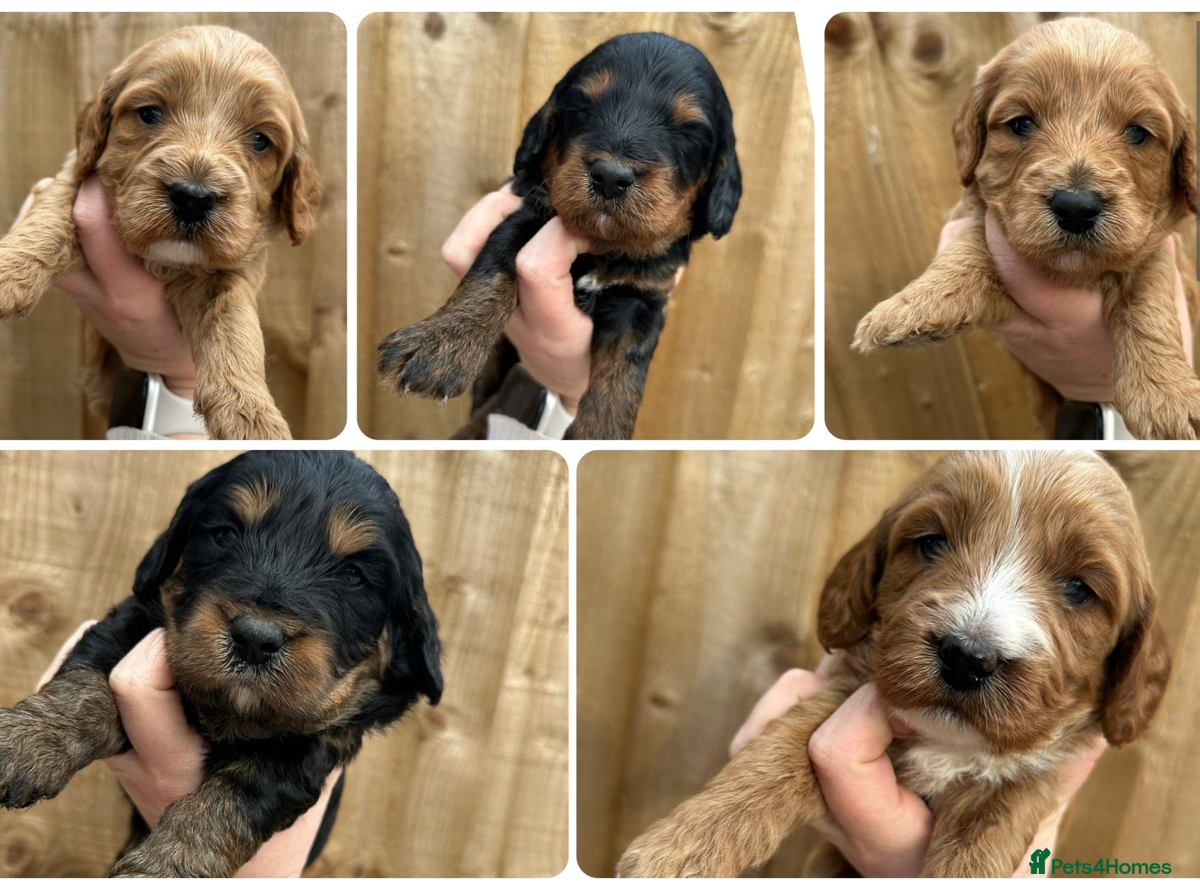 Cockapoo dogs 🌟 Stunning F1 Cockapoo Puppies 🌟  - Advert 2