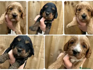 Cockapoo dogs 🌟 Stunning F1 Cockapoo Puppies 🌟 - Advert 1